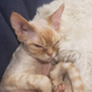 Meet your Posher, Connie